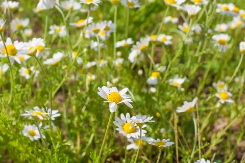 Field with daisies Stock Photos