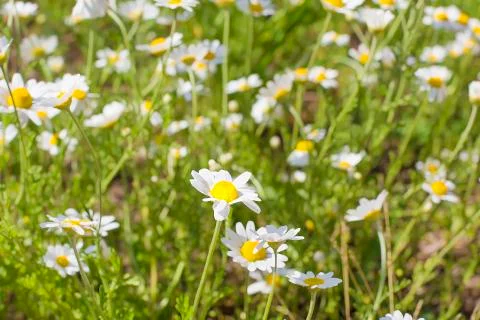 Field with daisies Stock Photos
