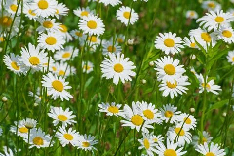 Field of daisies Stock Photos