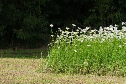 Field of daisies Stock Photos