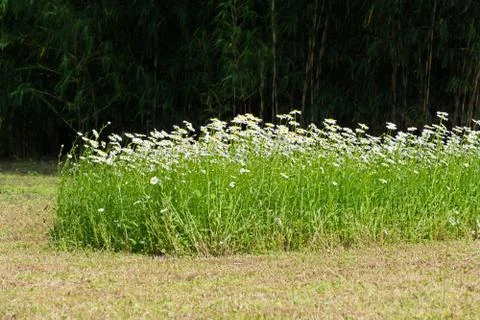 Field of daisies Stock Photos