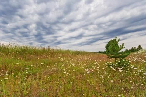 Field with daisies Stock Photos