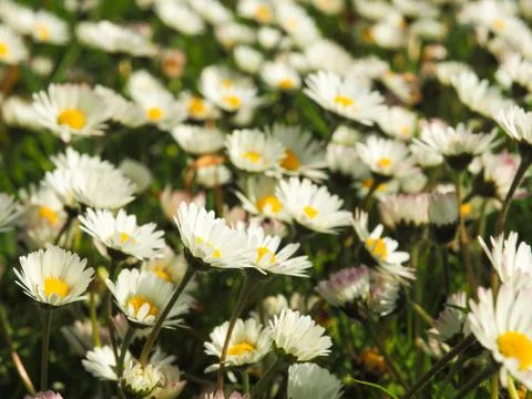Field of daisies Stock Photos
