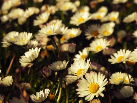 Field of daisies Stock Photos