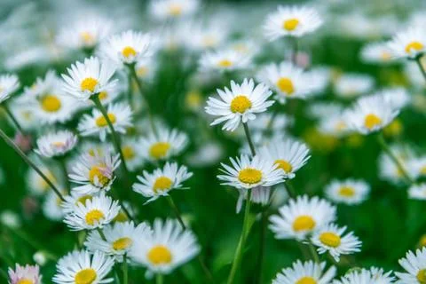Field Of Daisies Stock Photos