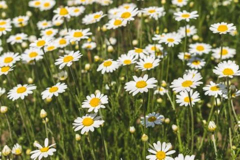 Field of daisies Stock Photos
