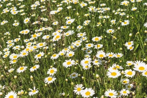 Field of daisies Stock Photos