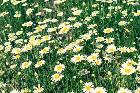 Field of daisies Stock Photos