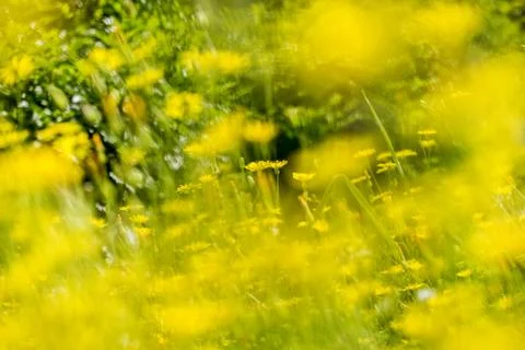 A field of daisies Stock Photos