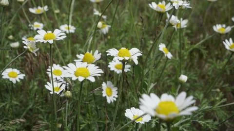 Field daisies Stock Photos