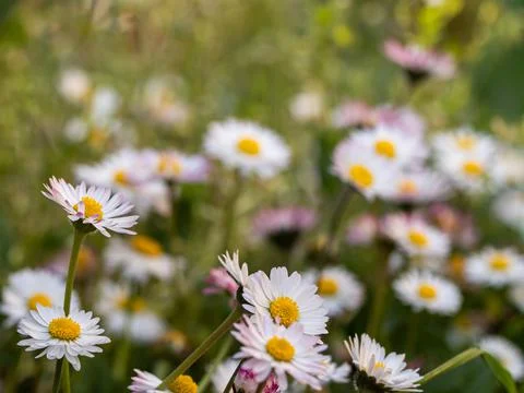 Field of daisies Stock Photos