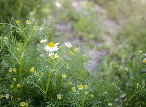 Field daisies. Stock Photos