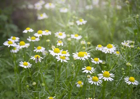A field with daisies. Stock Photos