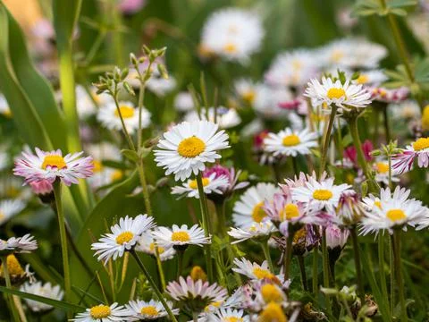 Field of daisies Foto stock