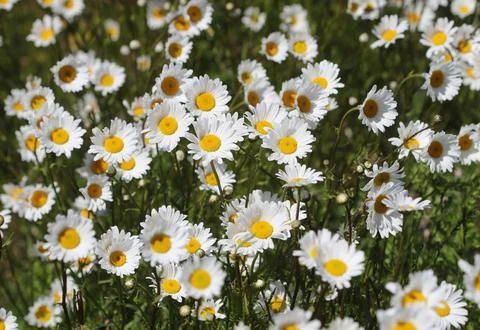 Field of daisies Foto stock