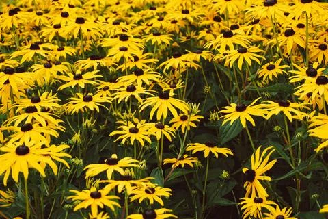 Field of daisies Stock Photos