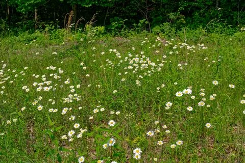 Field of daisies Stock Photos