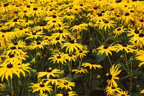 Field of daisies Stock Photos