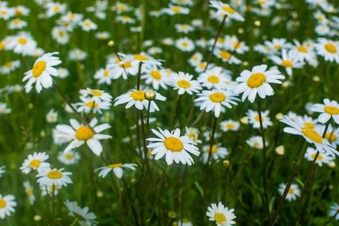 Field with daisies Stock Photos
