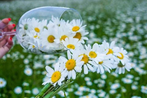 Field with daisies Stock Photos