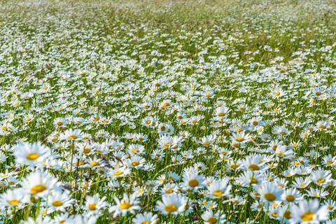 Field daisies Stock Photos