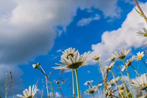 Field daisies Stock Photos