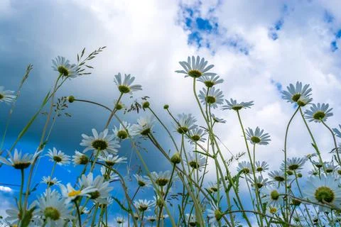 Field daisies Foto stock