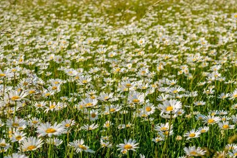 Field daisies Stock Photos