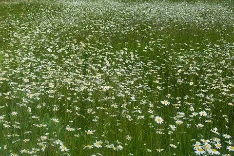 Field with daisies Stock Photos