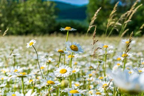 Field daisies Stock Photos