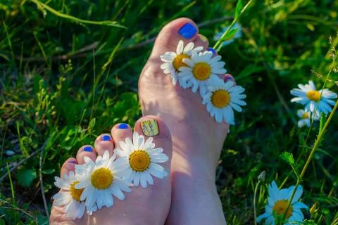 Field daisies Stock Photos