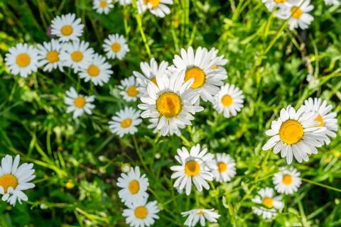 Field daisies Stock Photos