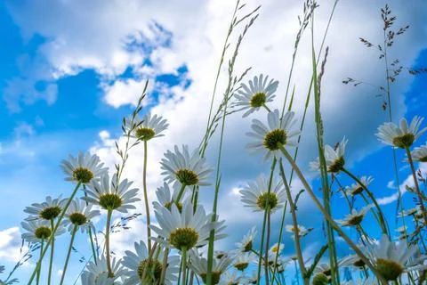 Field daisies Stock Photos
