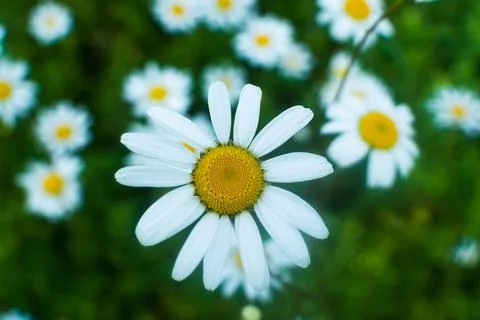 Field with daisies Foto stock