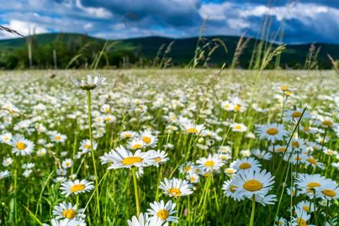 Field daisies Stock Photos