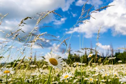 Field daisies Stock Photos