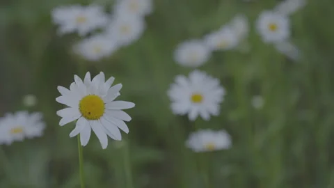 Field daisies shake in wind on blurred background in daytime Stock Footage 250481961