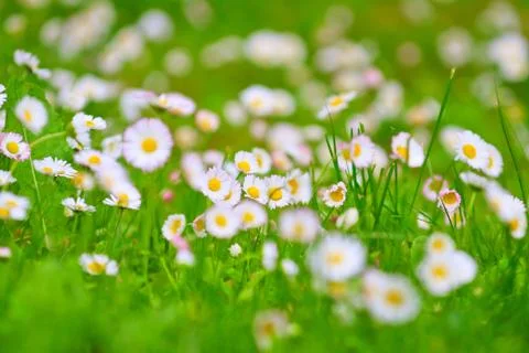 Field of daisies, springtime Foto stock