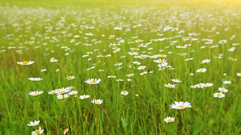 Field of daisies at sunset Stock Footage 35310628