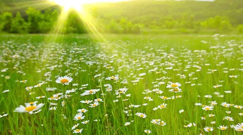 Field of daisies at sunset Stock Footage 35312371