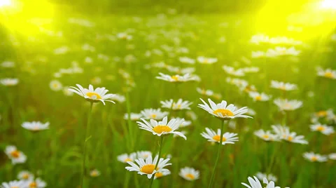 Field of daisies at sunset Stock Footage 35368575