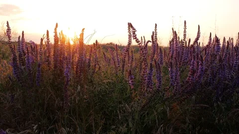 Field of daisies at sunset Stock Footage 90047971