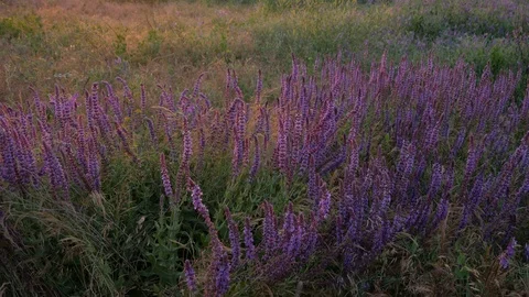 Field of daisies at sunset Stock Footage 90049971