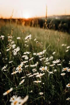 Field of Daisies at Sunset Stock Photos