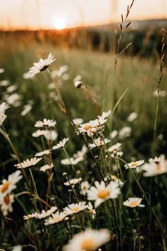 Field of Daisies at Sunset Stock Photos