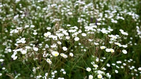 A field of daisies swaying in the wind Stock Footage 161908650