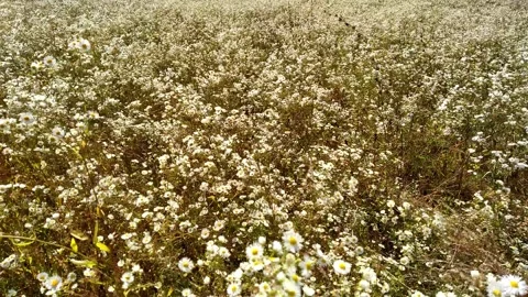 Field of daisies sways in the wind. Natural background Stock Footage 159226047