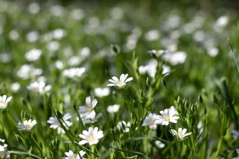 Field of daisies, template for postcard Stock Photos