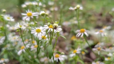 Field daisies in the wind 動画素材 322541298