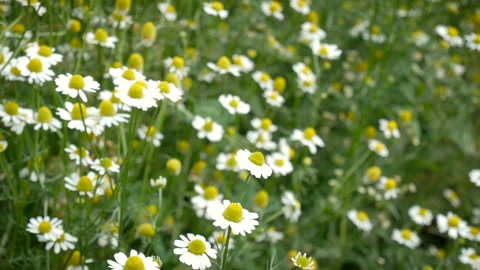 Field of daisy chamomile with wind as a flowering ornamental plant for gardens Stock Footage 134336032